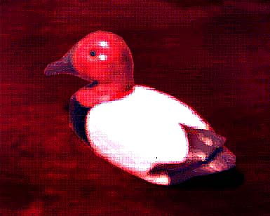Canvasback