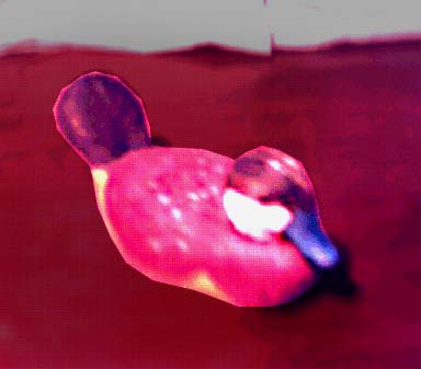 Ruddy Duck