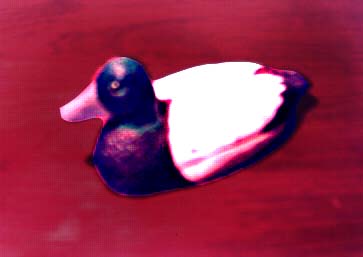 Scaup